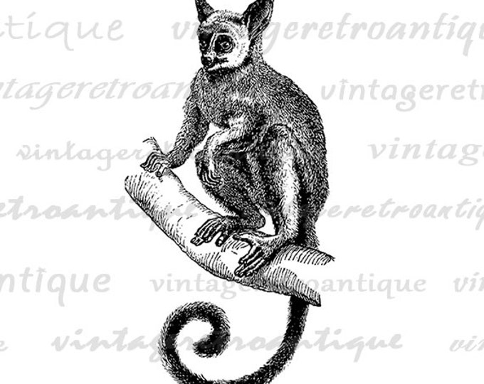 Galago Bush Baby Animal Printable Image Graphic Bushbaby Download Digital Vintage Clip Art Jpg Png Eps HQ 300dpi No.2809