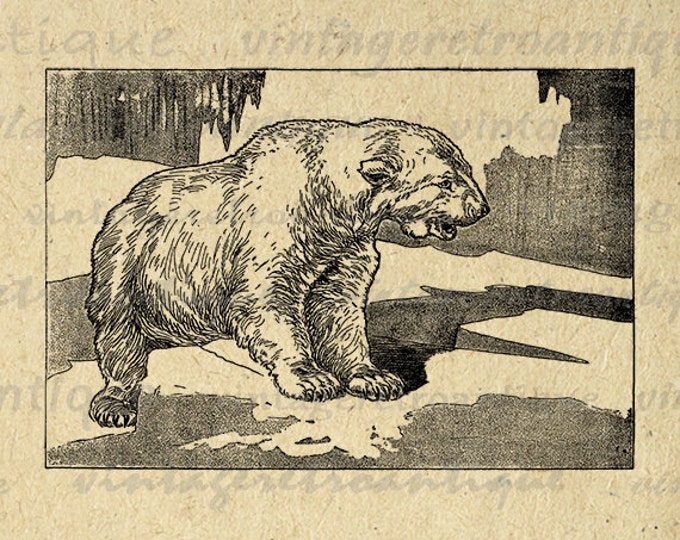 Polar Bear Digital Graphic Image Polar Bear Download Illustration Printable Vintage Clip Art Jpg Png Eps HQ 300dpi No.2578