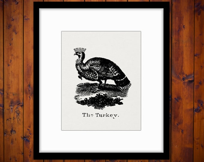 Printable Graphic Turkey with Crown Image Bird Illustration Digital Download Jpg Png Eps HQ 300dpi No.1023