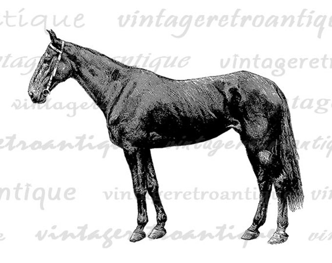 Digital Printable Horse Graphic Animal Image Download Artwork Vintage Clip Art Jpg Png Eps HQ 300dpi No.3043