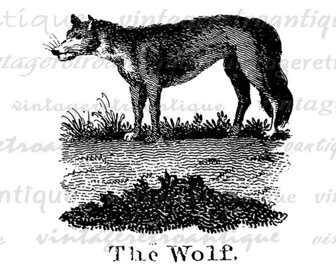 Antique Wolf Illustration Digital Graphic Download Animal Printable Image Vintage Clip Art Jpg Png Eps HQ 300dpi No.900