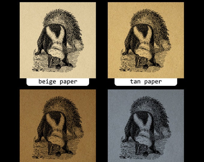 Digital Graphic Antique Skunk Printable Illustration Image Download Vintage Clip Art Jpg Png Eps HQ 300dpi No.3167