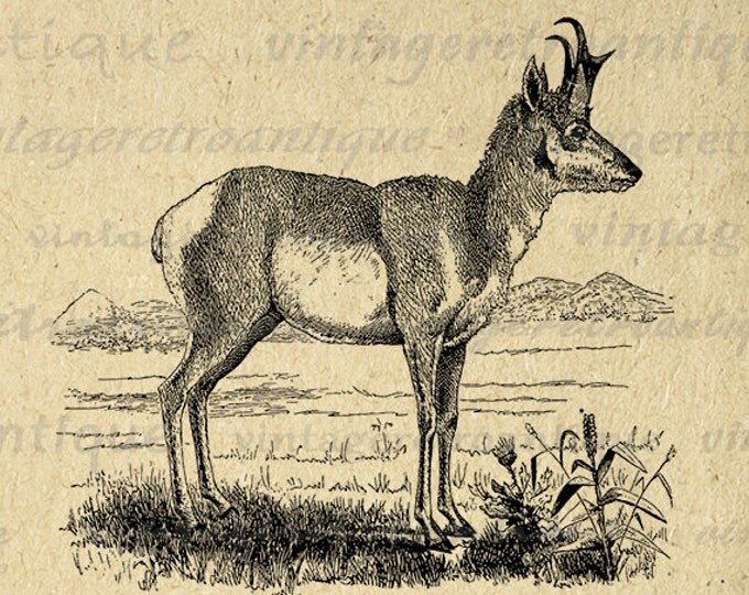 Antique Antelope Digital Graphic Image Printable Download Illustration Jpg Png Eps HQ 300dpi No.2160