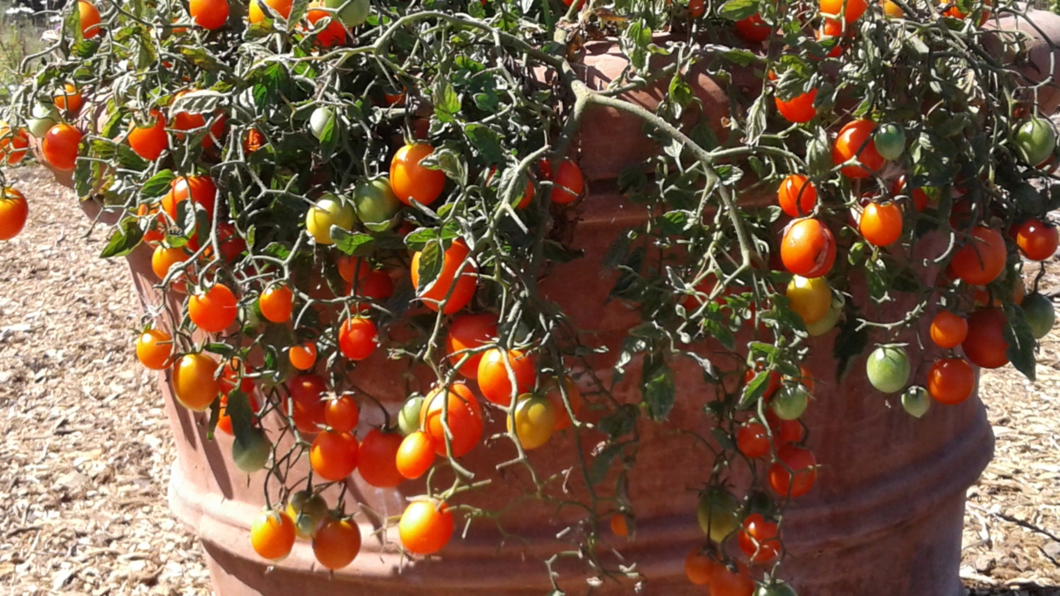 Red Tumbling Tom Cherry Tomato Seeds dwarf tomato plants