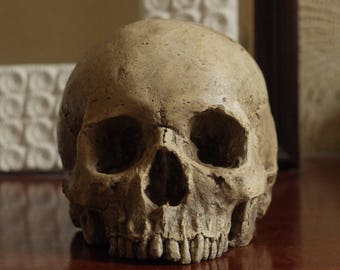 HUMAN SKULL REPLICA (polished bone) full size realistic replica made from plaster of Paris and painted for an aged, weathered effect