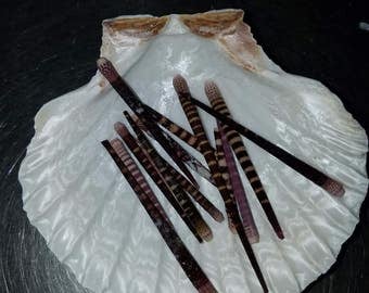 12 Large Tiger Urchin Spines, Sea Urchin Spines, Urchin Spines, Craft Urchin, Urchin Spine, Wholesale Urchin Spines, Bulk Urchin Spines