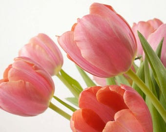 Pink tulips cross stitch pattern, cross stitch pattern, pink tulips pattern, tulips cross stitch, flower cross stitch pattern