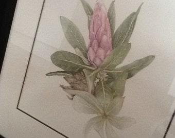 Protea - Orginal Watercolour