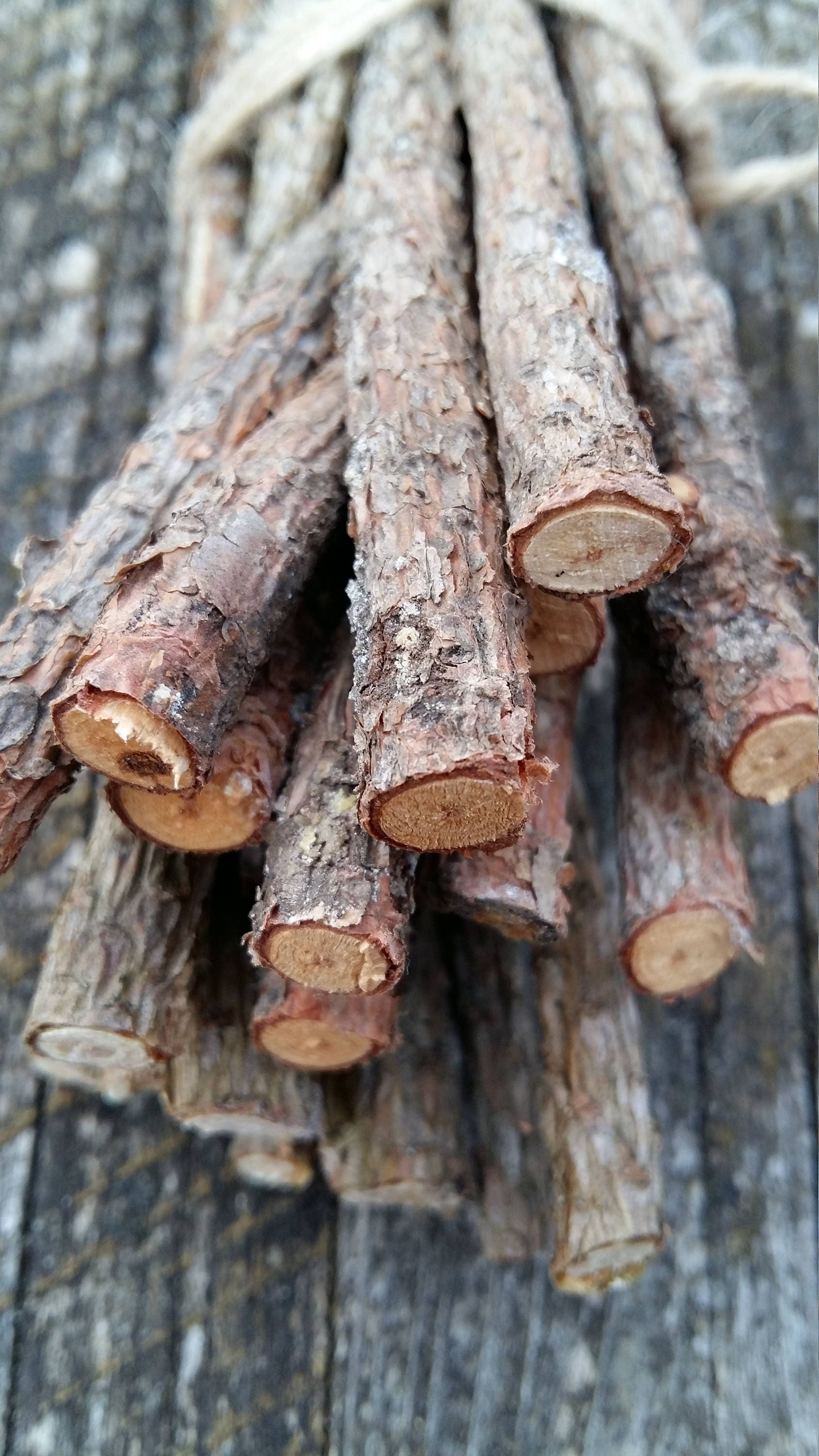 natural pine tree sticks wooden twigs wood branches dried natural pine tree sticks wooden twigs wood branches dried