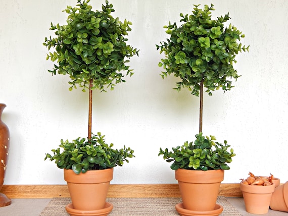 Two Topiary Trees Topiaries Small Indoor Trees Boxwood