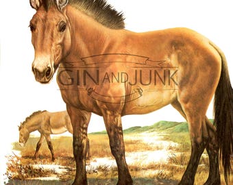Colourful Vintage Horse Print - 1970s Przewalski's Wild Horse illustration