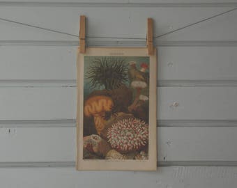 1890 Vintage Sea Anemones Illustration