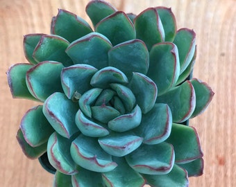 Succulent Plant - Echeveria Pulidonis