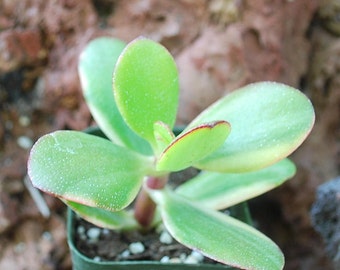 Crassula Obliqua Variegated Lemon and Lime JADE Succulent Rare Tri-color 2" Pot