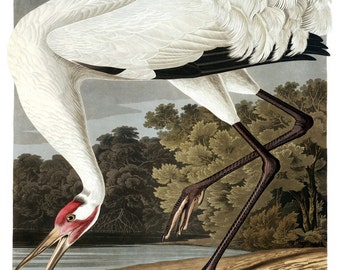 Vintage Audubon Hooping Crane Bird Print Giclee Art Poster Beach Vintage Audubon Hooping Crane Bird Print Giclee Art Poster Beach