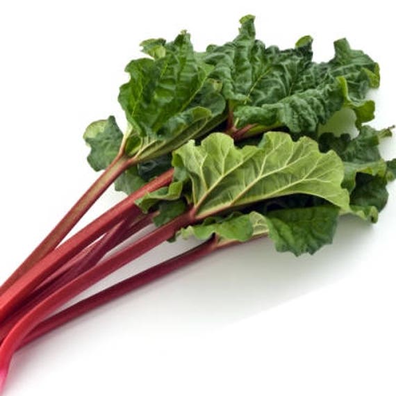 Organic German Wine Rhubarb 15 Count- Beautiful Red Stalks! Grow your own Organics, Grows in all USDA Zones, Non-GMO