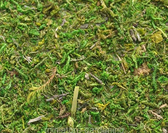 Moss Mat for Miniature Garden, Fairy Garden