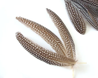 10 Natural guinea fowl feather quills 5-7 inch- Natural brown feathers - Real feathers - Quills - Brown bird feathers - Feather supplies