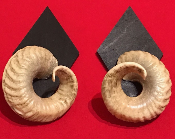 Real ram horns on medallions