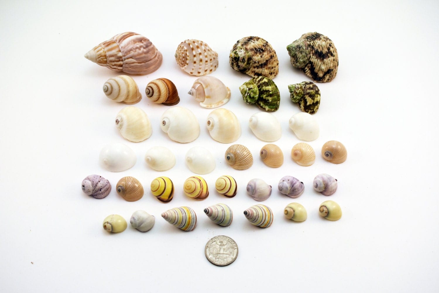 35 Hermit Crab Shells Assorted Changing Seashells SMALL