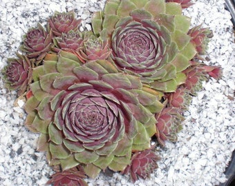 Hens and chicks sempervivum arachnoideum Lagerii, fairy garden, drought, 4" Pot, fairy, houseleek,succulents,lagerii,cobweb plant,cobweb