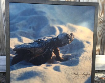 HEADING HOME Sea Turtle Hatchling Photography on Wood