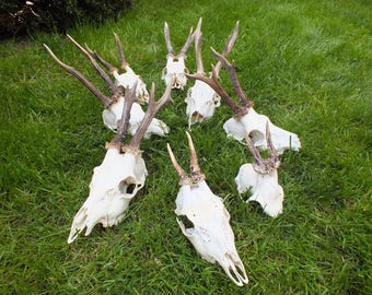 Collection roedeer antlers * taxidermy * trophy * skull * bone * roebuck * deer
