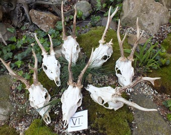 Collection roedeer antlers * taxidermy * trophy * skull * bone * roebuck * deer