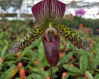 Paphiopedilum 'Pisgah Raisin', live Lady Slipper Orchid, potted