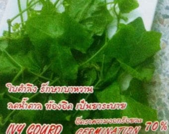 5 Seeds Thai Ivy / Scarlet Gourd Kowai Coccinia grandis FREE SHIPPING