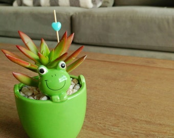 Green Frog planter ceramic planter - succulent planter mini planter succulent pot - home decor - office decor (FREE charm, pick, succulent)
