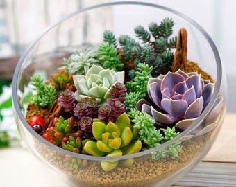 100++ MIXED CACTUS Flower Seeds Succulent Plants