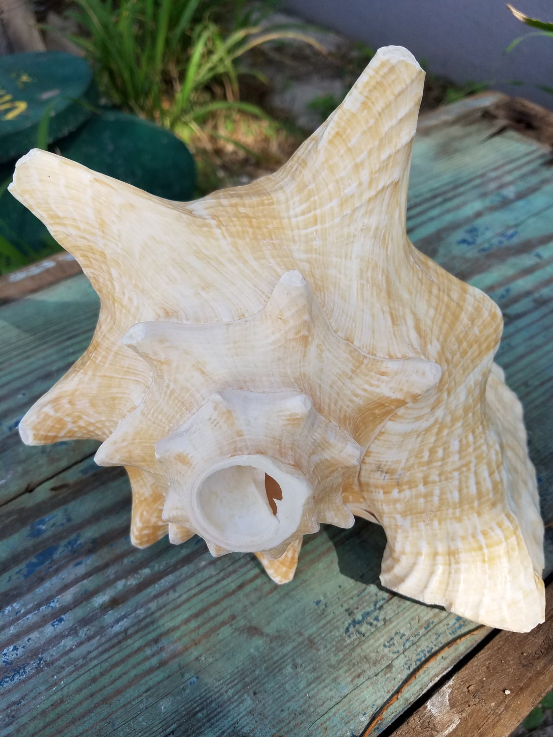 ON SALE Conch Horn Shells/ Queen Conch by seashellsbyseashore