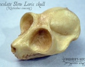 Chocolate Slow Loris skull