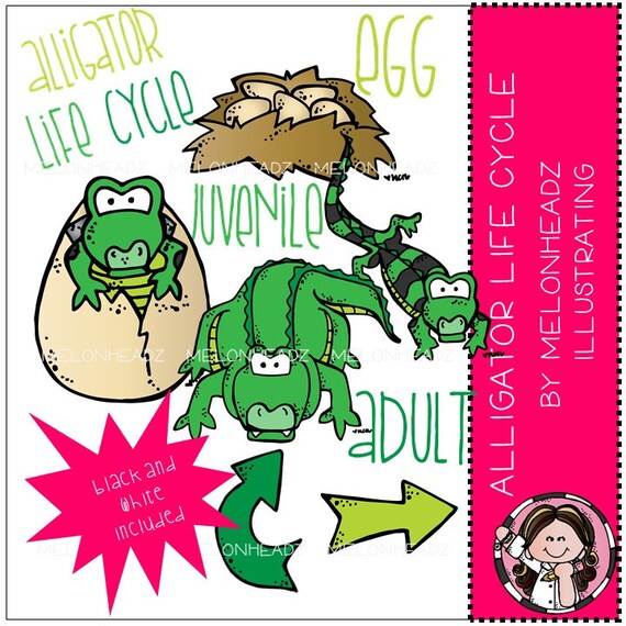 Alligator Life Cycle clip art - COMBO PACK from MelonheadzClipArt on ...
