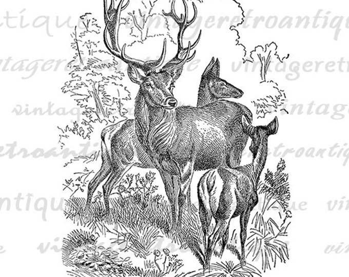 Printable Image Digital Deer Image Vintage Clipart Download Art Graphic Digital Illustration Antique Clip Art Jpg Png Eps HQ 300dpi No.2663