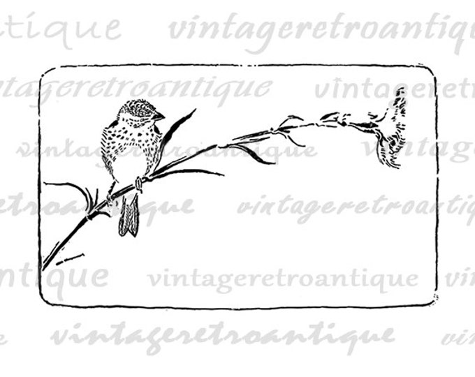 Printable Finch Bird Image Graphic Digital Download Artwork Antique Clip Art Jpg Png Eps HQ 300dpi No.1682