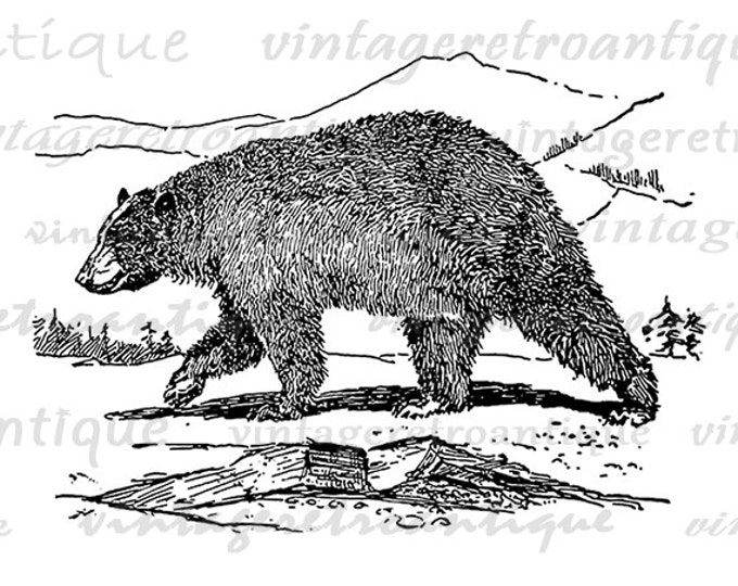 Digital Printable Black Bear Download Blackbear Graphic Image Antique Clip Art Jpg Png Eps HQ 300dpi No.3125