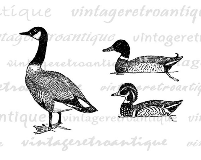 Digital Printable Ducks and Goose for Download Graphic Image Vintage Clip Art Jpg Png Eps HQ 300dpi No.1081