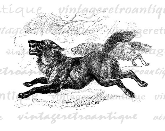 Gray Wolf Digital Graphic Image Download Printable Illustration Antique Clip Art Jpg Png Eps HQ 300dpi No.793