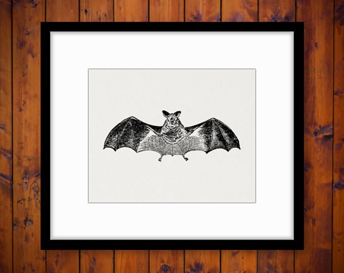 Bat Graphic Image Download Antique Bat Artwork Digital Printable Vintage Clip Art Jpg Png Eps HQ 300dpi No.3894