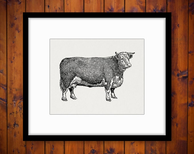 Printable Digital Hereford Cow Graphic Farm Animal Illustration Download Image Vintage Clip Art Jpg Png Eps HQ 300dpi No.3502