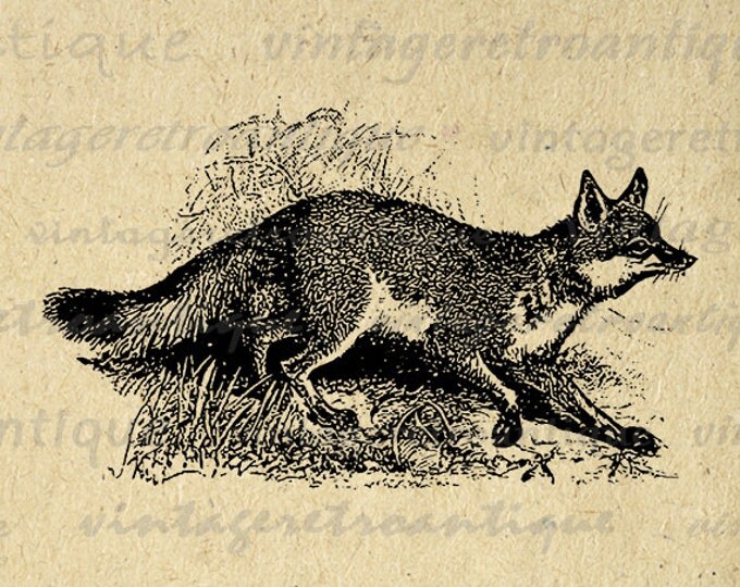 Gray Fox Digital Image Printable Illustration Download Graphic Antique Clip Art Jpg Png Eps HQ 300dpi No.3202