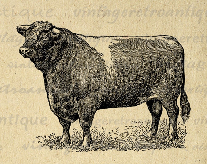 Printable Graphic Shorthorn Bull Download Cow Antique Digital Image Vintage Clip Art Jpg Png Eps HQ 300dpi No.3539