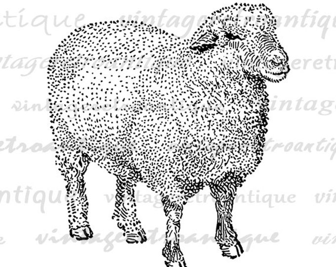 Printable Oxford Down Sheep Digital Download Image Farm Animal Graphic Vintage Clip Art Jpg Png Eps HQ 300dpi No.3471