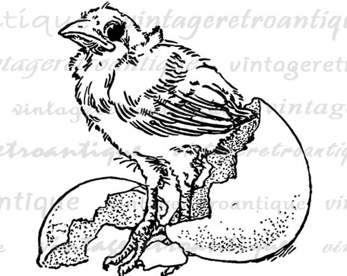 Chick Hatching from Egg Digital Image Download Collage Sheet Cute Bird Antique Art Jpg Png Eps HQ No.3737