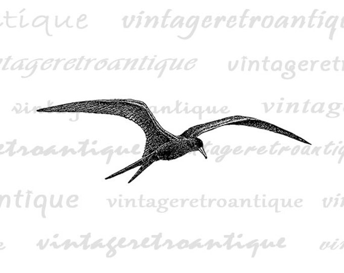 Soaring Bird Printable Image Digital Flying Bird Illustration Download Graphic Antique Clip Art Jpg Png Eps HQ 300dpi No.889