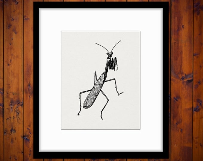 Digital Graphic Praying Mantis Image Insect Illustration Download Printable Vintage Clip Art Jpg Png Eps HQ 300dpi No.3454