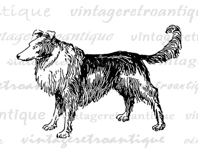 Colllie Dog Image Graphic Download Illustration Digital Printable Vintage Clip Art Jpg Png Eps HQ 300dpi No.3201