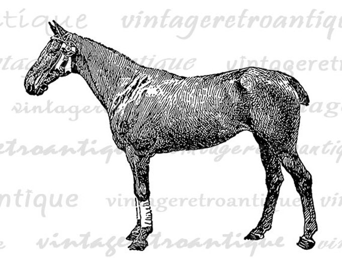 Polo Horse Printable Graphic Image Download Illustration Digital Antique Clip Art Jpg Png Eps HQ 300dpi No.3498